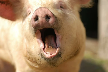 pig hollerin.jpg
