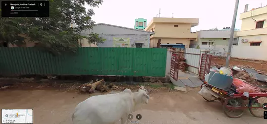 cow.png
