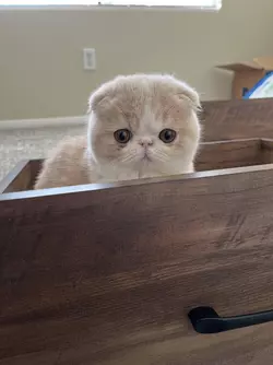 meet-ori-the-foldex-hes-a-cream-and-white-exotic-shorthair-v0-prll3pqofcna1.jpg