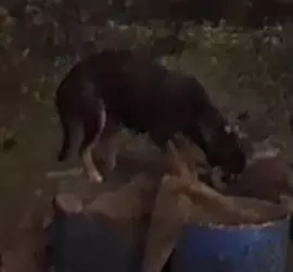 doggo.png