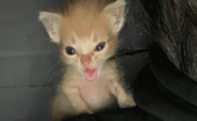 chaoticat.gif