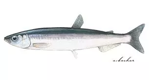 smelt.jpg