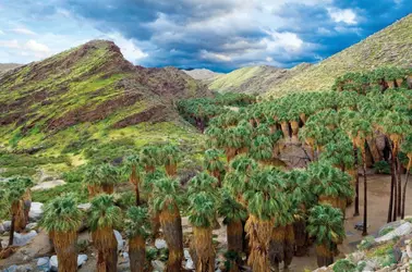 palm_canyon_fan_palm_grove_scaled_876d413c-0659-49a0-b150-01c876adc159.jpg