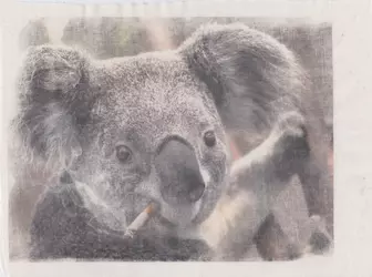 koala_smoking_by_slyguyttjn_d4ewjqs-fullview.jpg