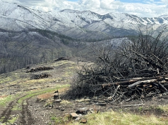 tree-pile-montana.jpg