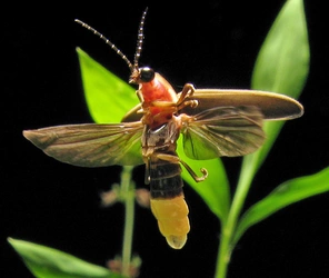 Photinus_pyralis_Firefly_4-960523328.jpg