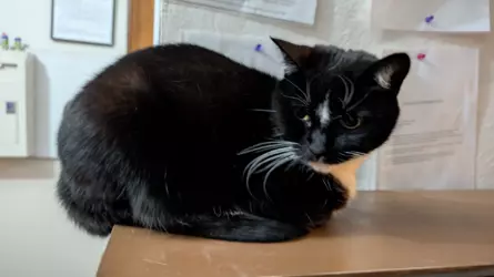 Black and white cat.png