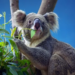 Koala square.jpeg