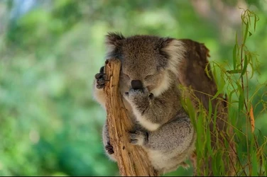 koala-4.jpg