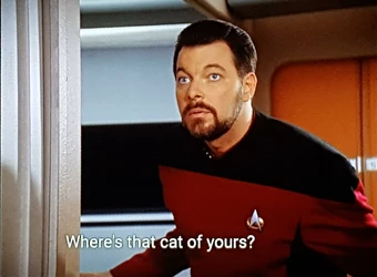 cat.jpg