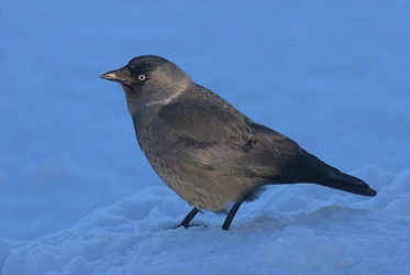Галка_(Corvus_monedula),_Царицыно.jpg