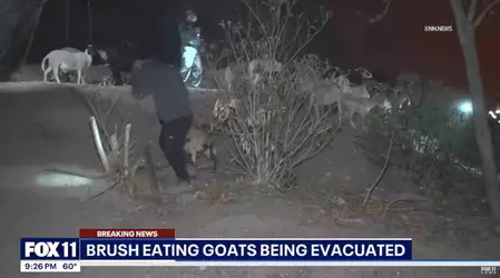 goats.jpg