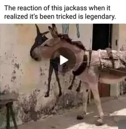 Jackass.jpg