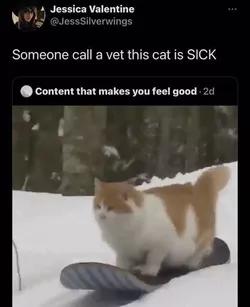 23 Wholesome Pawlesome Cat Memes That'll Make Biscuits on Your Chest Until You Have a Cat Hol...jpeg