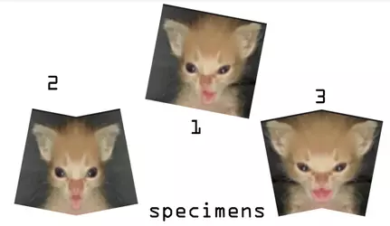 speciemens.png