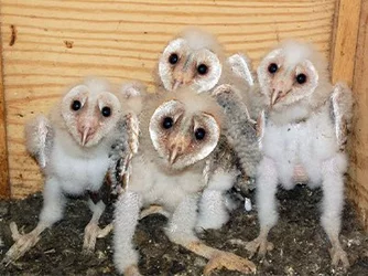 baby Barn Owl.jpeg