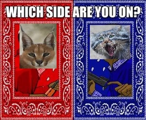 Manul Vs Caracal.jpg