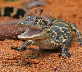 ug_Baby_American_Alligator_2.jpg