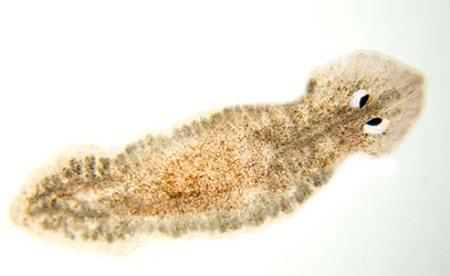 Close-up-on-planaria-triangular-head.jpg