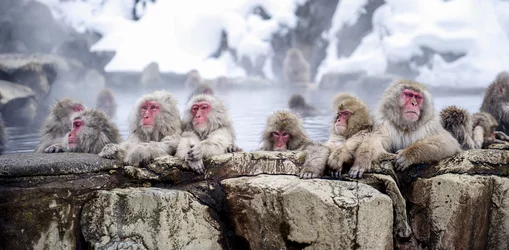 snow monkeys.jpg