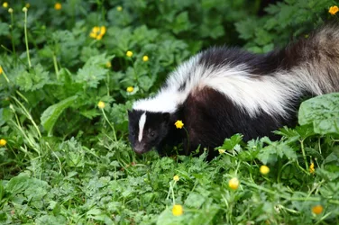 NJ_Skunk_GoToVan_FlickrCC-scaled.jpg