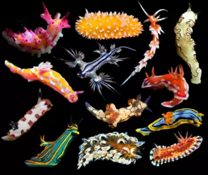 Nudibranchs.png