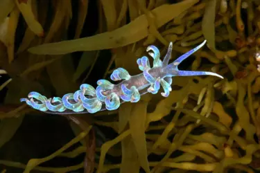 Phyllodesmium macphersonae.png