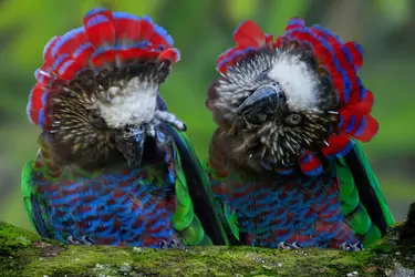Hawk Headed Parrot 2.png