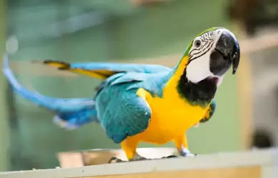 Macaw Curious.png