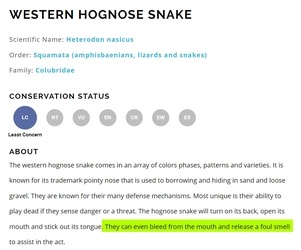 snake.jpg