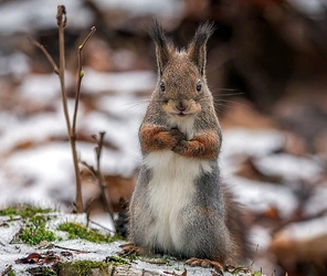 squirrel2-001.jpg