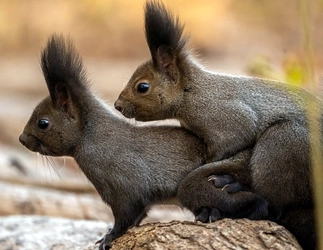 squirrel3.jpg