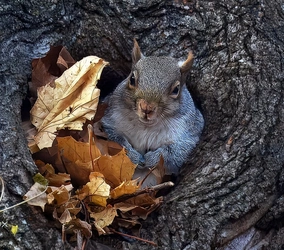 squirrel4-001.jpg
