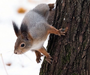 squirrel5-001.jpg