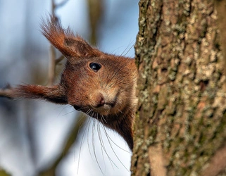 squirrel6.jpg