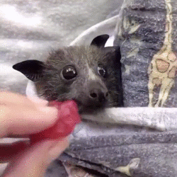fjetut4v04x51.gif