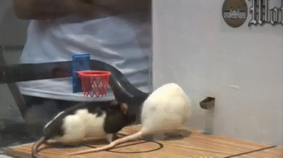 wLH5DF.gif