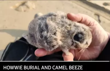 Screenshot_20250116_233156_YouTube.png
