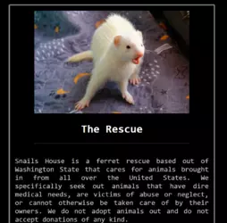 Ferrets Website 1.png