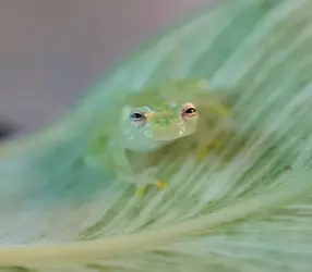 eepysleepy.png