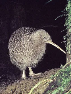 greatspottedkiwi.1000x800.jpg