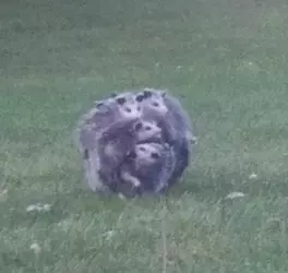 possumball.png