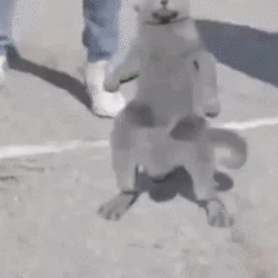 14e.gif