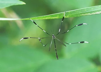 phantom-crane-fly14-7rz.jpg