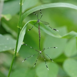 phantom-crane-fly14-9.jpg