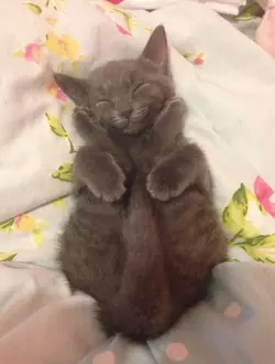 happyclamcat.png