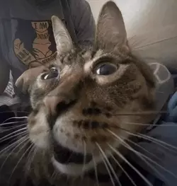 cato.png