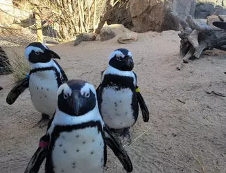 penguin-gang-cheyenne-mountain-zoo-colorado-december-2023-v0-rklbxgvwgg9c1.jpeg