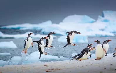 MDRUM_Dancing_Penguins-8.jpg