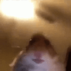 1732610575359815.gif